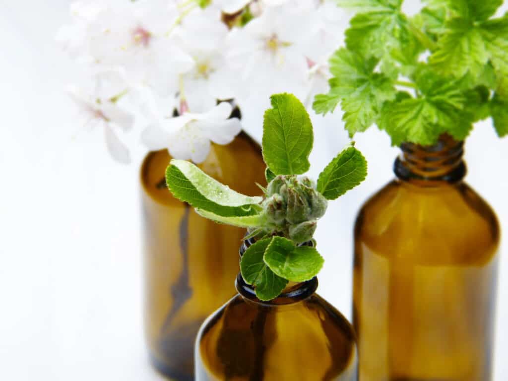 Mint leaves resting in a botanist setting in mason jars.