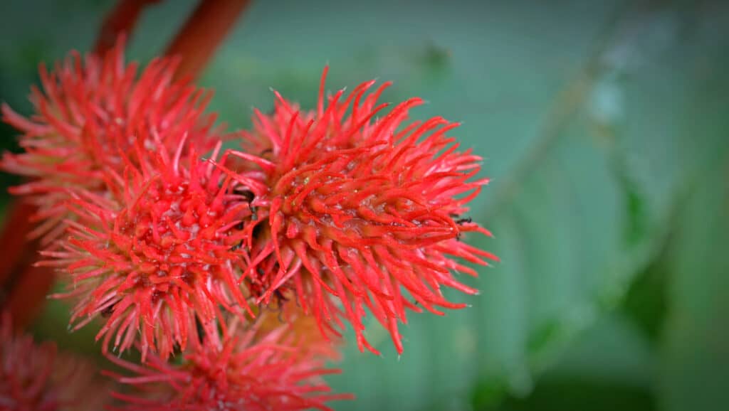 Castor oil plant up close.