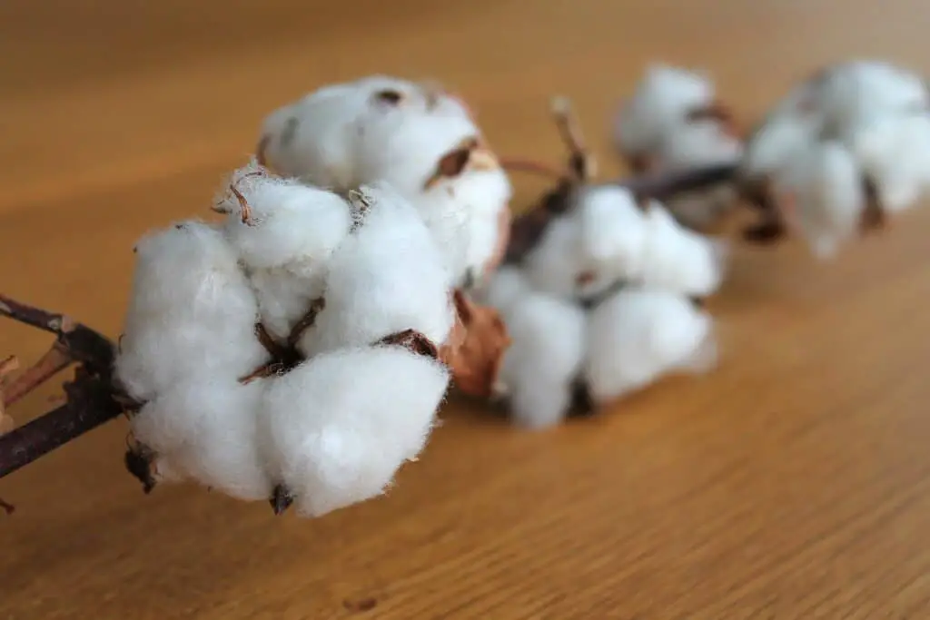 cotton plant on table