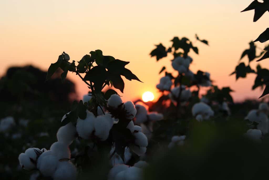 Cotton farm full of cotton